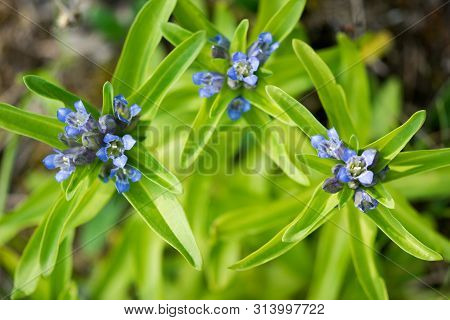 Willow Gentian (gentiana Asclepiadea) Is A Medium-tall, Blue-flowering Mountain Herb