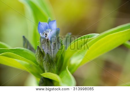 Willow Gentian (gentiana Asclepiadea) Is A Medium-tall, Blue-flowering Mountain Herb