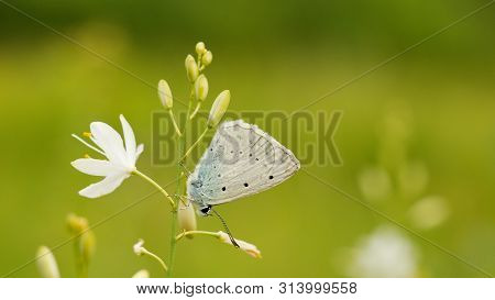Common Blue (plebejus Idas) Is A Species Of Day Butterfly Of The Lycaenidae Family.