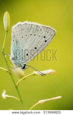 Common Blue (plebejus Idas) Is A Species Of Day Butterfly Of The Lycaenidae Family.