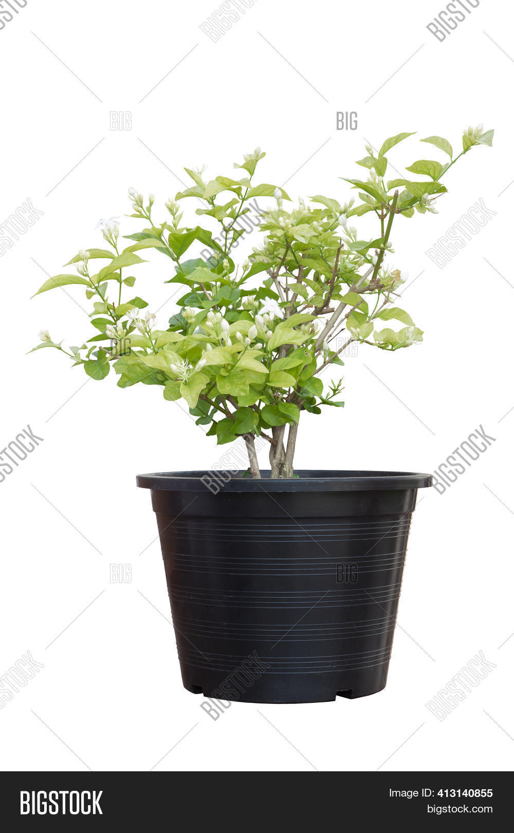 Jasmine Flower Bloom Image & Photo (Free Trial) Bigstock