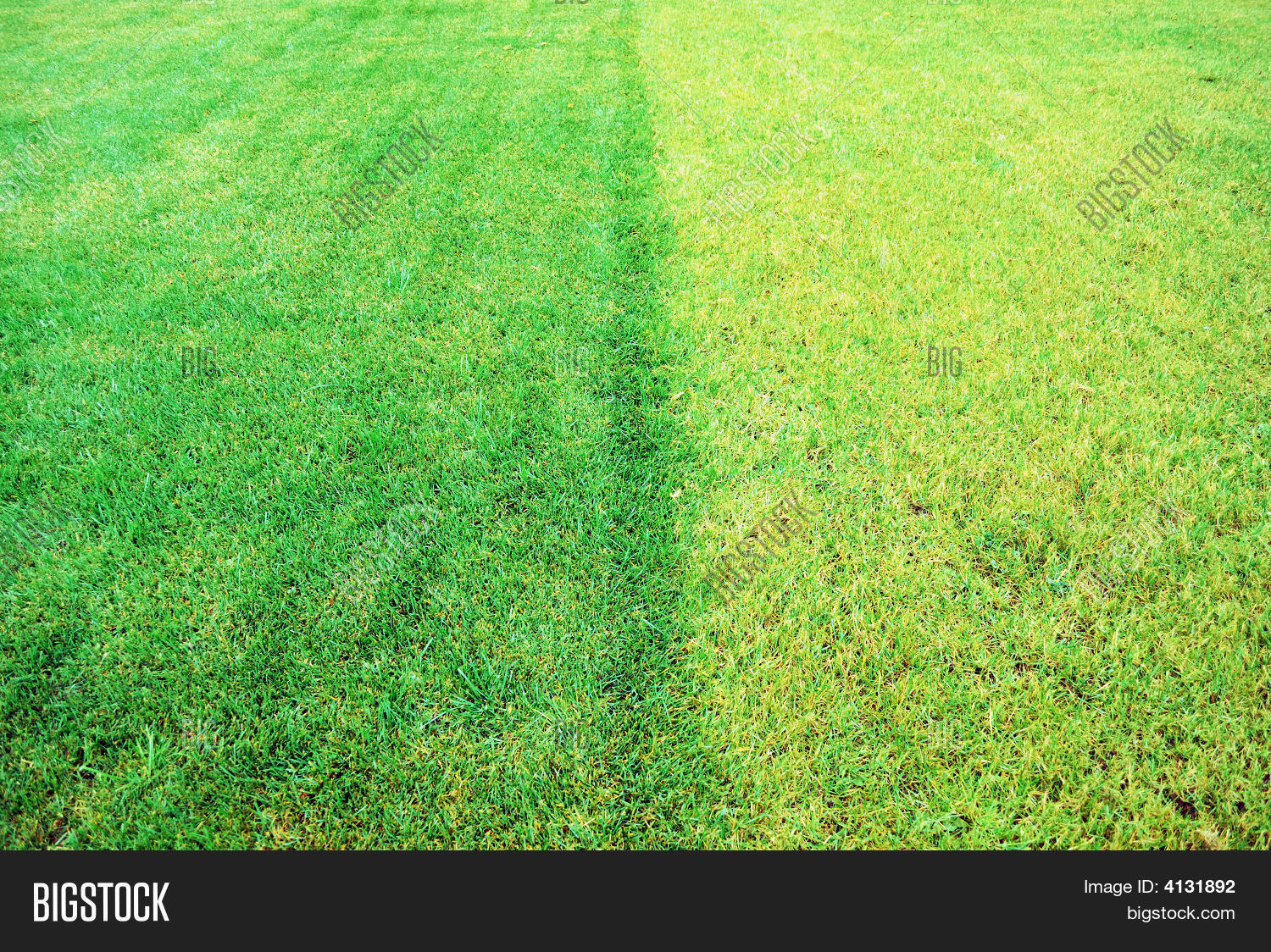 YellowGreen Grass Image & Photo (Free Trial) Bigstock