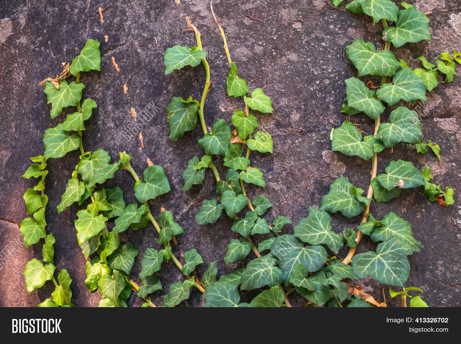 Green Creeper Plant Image & Photo (Free Trial) Bigstock