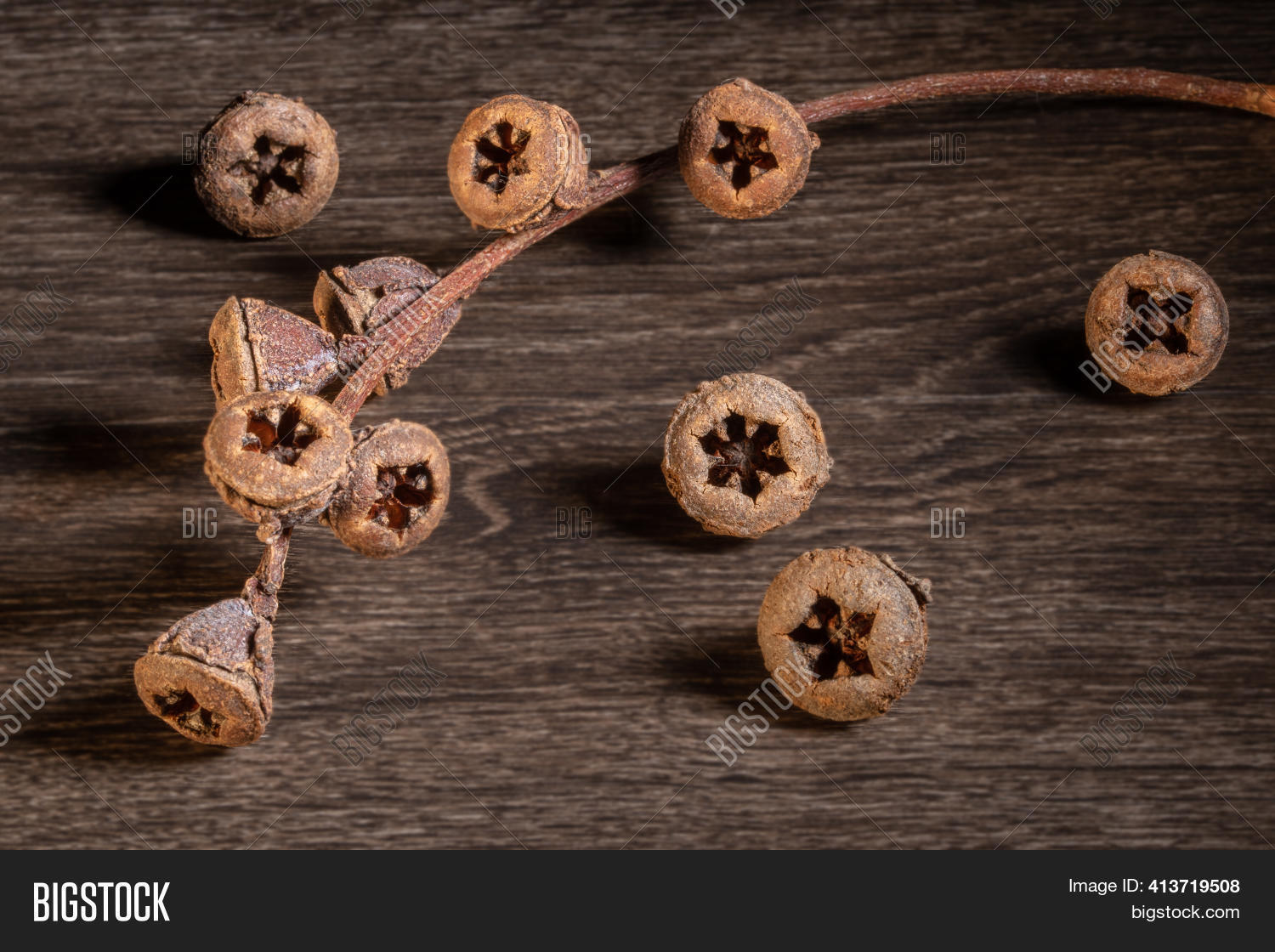 Eucalyptus Gum Nuts On Image & Photo (Free Trial) Bigstock