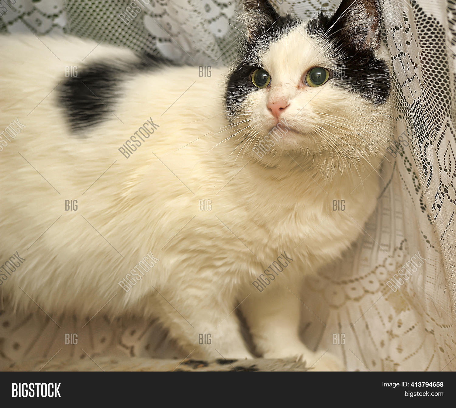 White Black Spots Cat Image & Photo (Free Trial) Bigstock