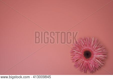 Flower On The Pink Background, With Free Space For Text.