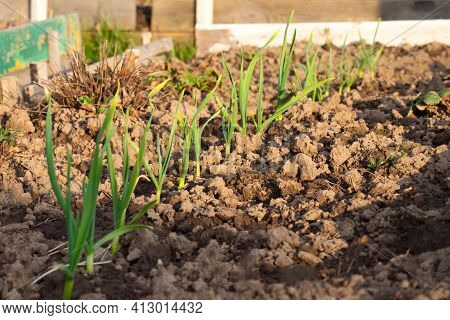 Young Garlic Grows In The Garden. Green Sprouts Of Young Garlic. Agriculture Garlic Plantation.