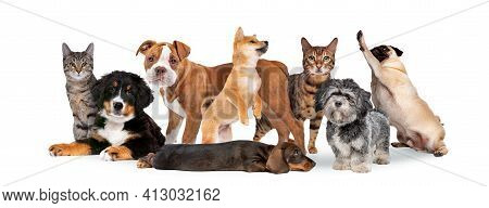 Group Of Eight Cats And Dogs Isolated On White Background