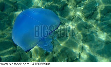 Barrel Jellyfish (rhizostoma Pulmo), Dustbin-lid Jellyfish Or Frilly-mouthed Jellyfish Undersea, Aeg