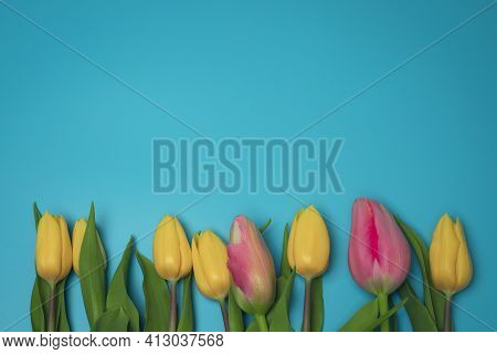 Yellow And Pink Tulips On The Blue Background, With Free Space For Text.