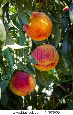 pesche