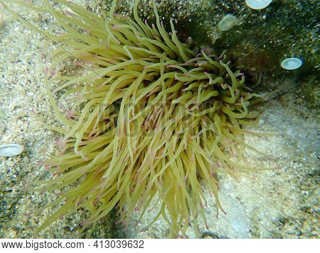 Snakelocks Anemone (anemonia Viridis) Undersea, Aegean Sea, Greece, Halkidiki