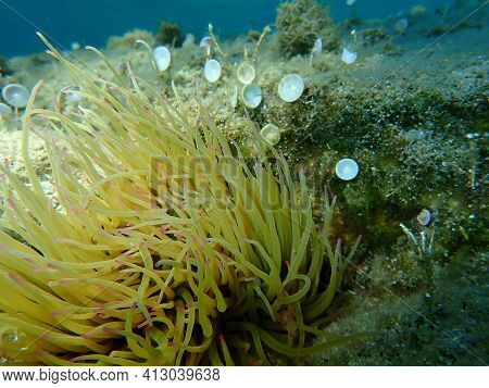 Snakelocks Anemone (anemonia Viridis) Undersea, Aegean Sea, Greece, Halkidiki