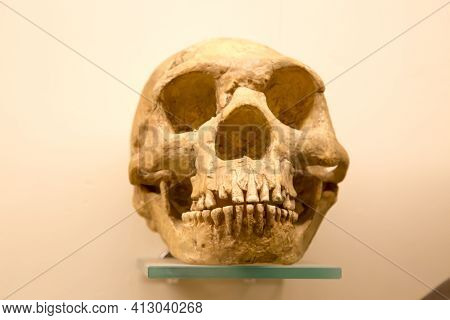 The Early Type Neanderthal Skull (latin: Homo Neanderthalensis) Is Isolated On A White Background. P