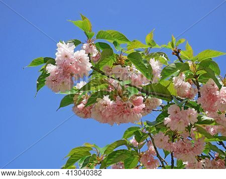 Blossom Of Almond Trilobate Tree, Latin Name - Prunus Triloba, Beautiful Pink Flowers On Branch In E