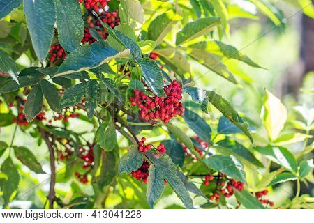 Elderberry Red (sambucus Racemosa) Shrub With Berries And Green Leaves In The Garden In Summer.
