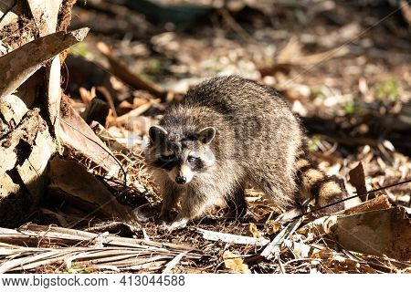 Young Raccoon Procyon Lotor Marinus Forages For Food
