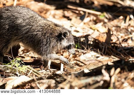 Young Raccoon Procyon Lotor Marinus Forages For Food