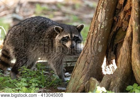 Young Raccoon Procyon Lotor Marinus Forages For Food