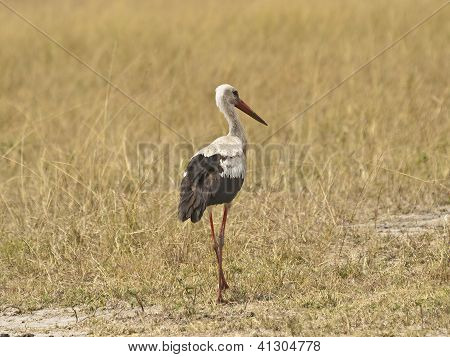 Cegonha-branca Europeia
