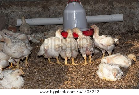 Granja