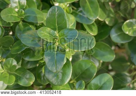 New Zealand Laurel Leaves Close Up View From Above