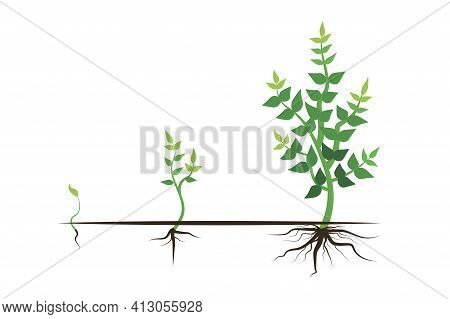 Green Plant Growth Process. Flat Cartoon Style. Vector Stage. Tree Vector Icon. Stock Image. Eps 10.