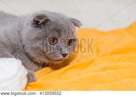 A Lop-eared Scottish Cat Plays With Balls Of Yarn. An Animal On A Yellow Background. Fun For Pets