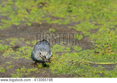 Juvenile White Wagtail Or Motacilla Alba Eats Botfly.