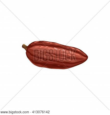 Cocoa Bean Vector Icon, Chocolate Cacao Tree Plant Food. Confection Ingredient For Kakao Powder. Coc
