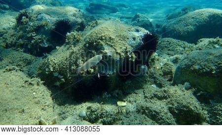 Pearly Razorfish Or Cleaver Wrasse (xyrichtys Novacula) Undersea, Aegean Sea, Greece, Halkidiki