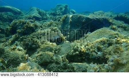 Pearly Razorfish Or Cleaver Wrasse (xyrichtys Novacula) Undersea, Aegean Sea, Greece, Halkidiki