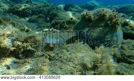 Pearly Razorfish Or Cleaver Wrasse (xyrichtys Novacula) Undersea, Aegean Sea, Greece, Halkidiki