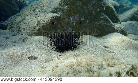 Dead Black Sea Urchin (arbacia Lixula) Undersea, Aegean Sea, Greece, Halkidiki