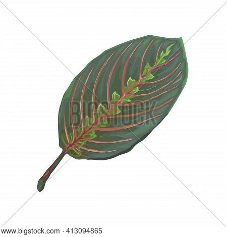 Leaf Of Tropical Maranta Leuconeura Fascinator Isolated On White Background. Realistic Vector Illust