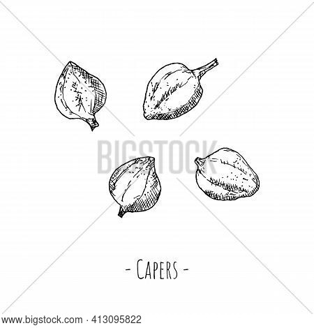 Capers. Vector Illustrations. Isolated Objects On A White Background.