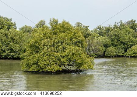 Forest Trees And Natural Wetlands By The Sea In Thailand.