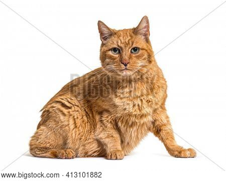 Very old ginger cat with black lentigo on noise and lips
