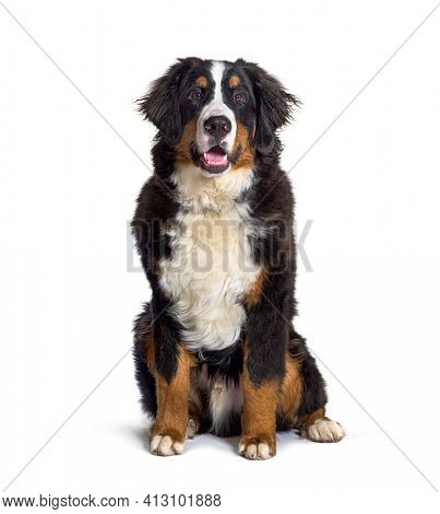 Sitting Panting Bernese monutain dog looking at the camera