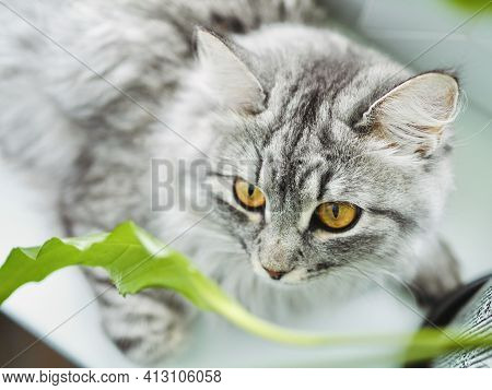 Portrait Beautiful Gray Fluffy Domestic Cat On A White Window With A Potted Houseplant. Veterinary C