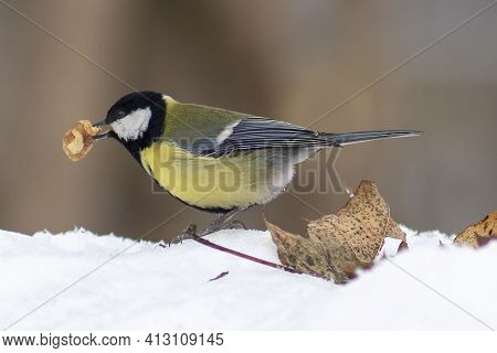 Great Tit With A Walnut Wedge In The Snow In March