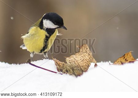 Great Tit With A Walnut Wedge In The Snow In March