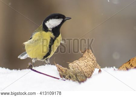 Great Tit With In The Snow In March