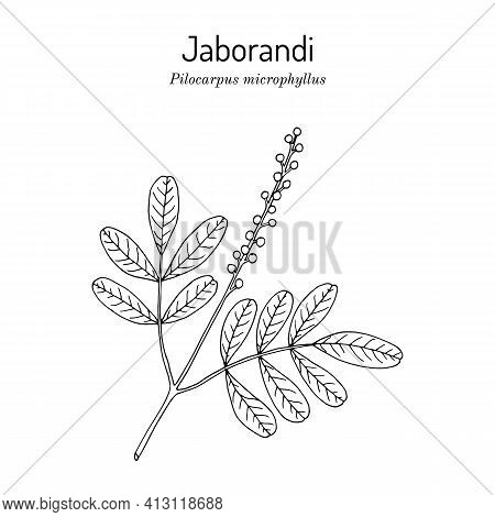 Maranham Jaborandi, Pilocarpus Microphyllus, Medicinal Plant. Hand Drawn Botanical Vector Illustrati