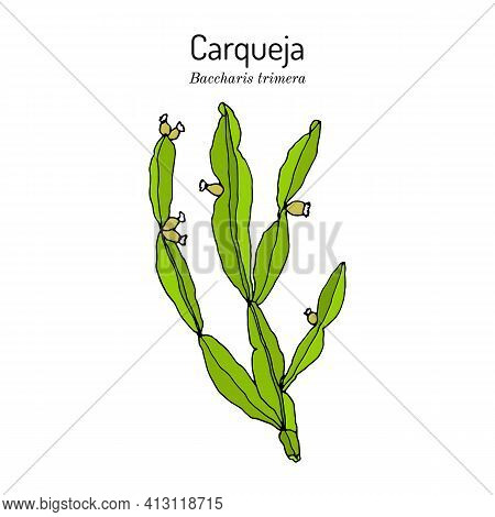 Carqueja, Baccharis Trimera, Medicinal Plant. Hand Drawn Botanical Vector Illustration