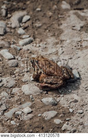 Gray Frog Sitting On Another Frog On The Ground