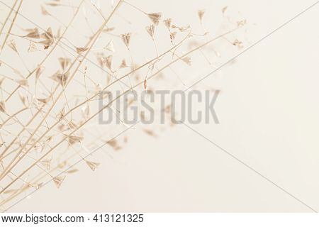 Little Rose-beige Flower Dry Lady's-purse Buds Bouquet With Side View For Romantic Macro Nature Wall