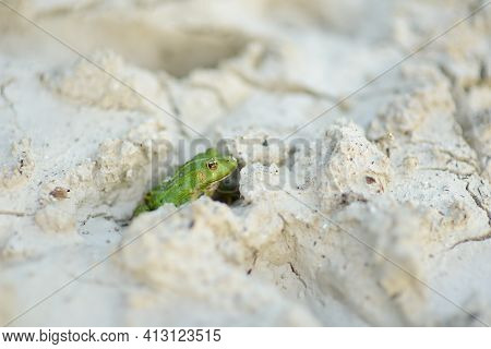 Common Green Frog Sitting In White Medical Clay On Springtime. Beautiful Wildlife.