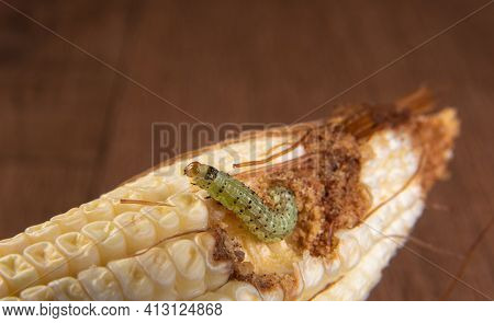 Corn Caterpillar In Detail On A Cob, Selective Focus.