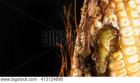 Corn Caterpillar In Detail On A Cob, Black Background, Selective Focus.